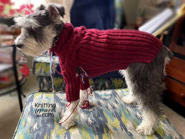 Pepper in sweater before ends woven in